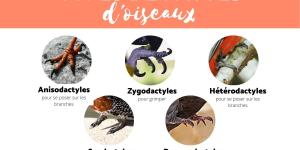 Patte d'oiseau - Types et caractéristiques