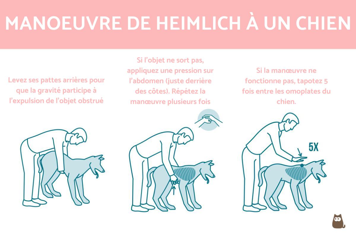 Manœuvre de Heimlich pour chien