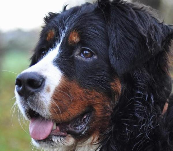 Remèdes de grand-mère pour l'otite chez le chien