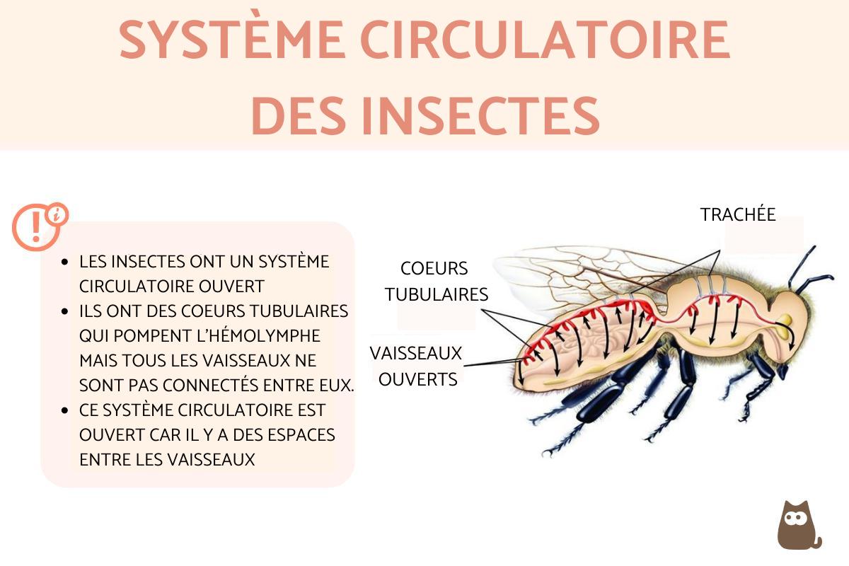 Les insectes ont-ils du sang ?