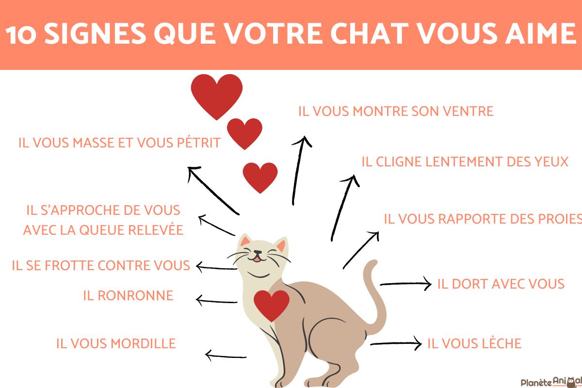 10 signes qui indiquent que votre chat vous aime