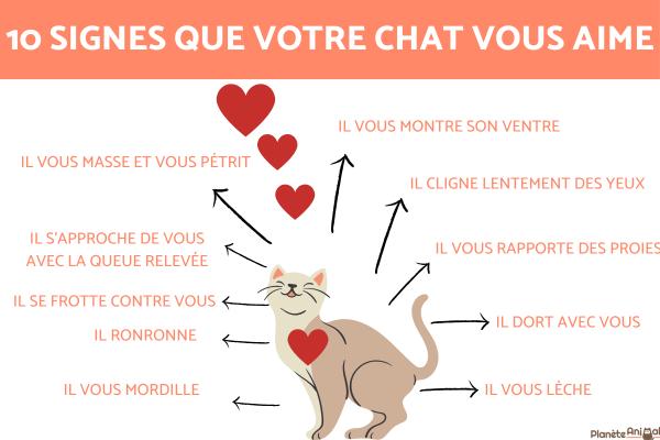 10 signes qui indiquent que votre chat vous aime
