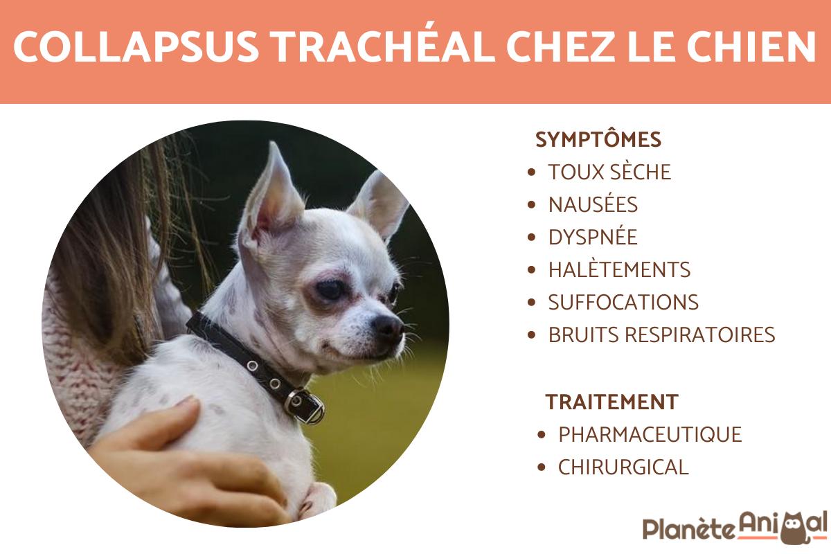 Collapsus trachéal chez le chien - Symptômes et traitement