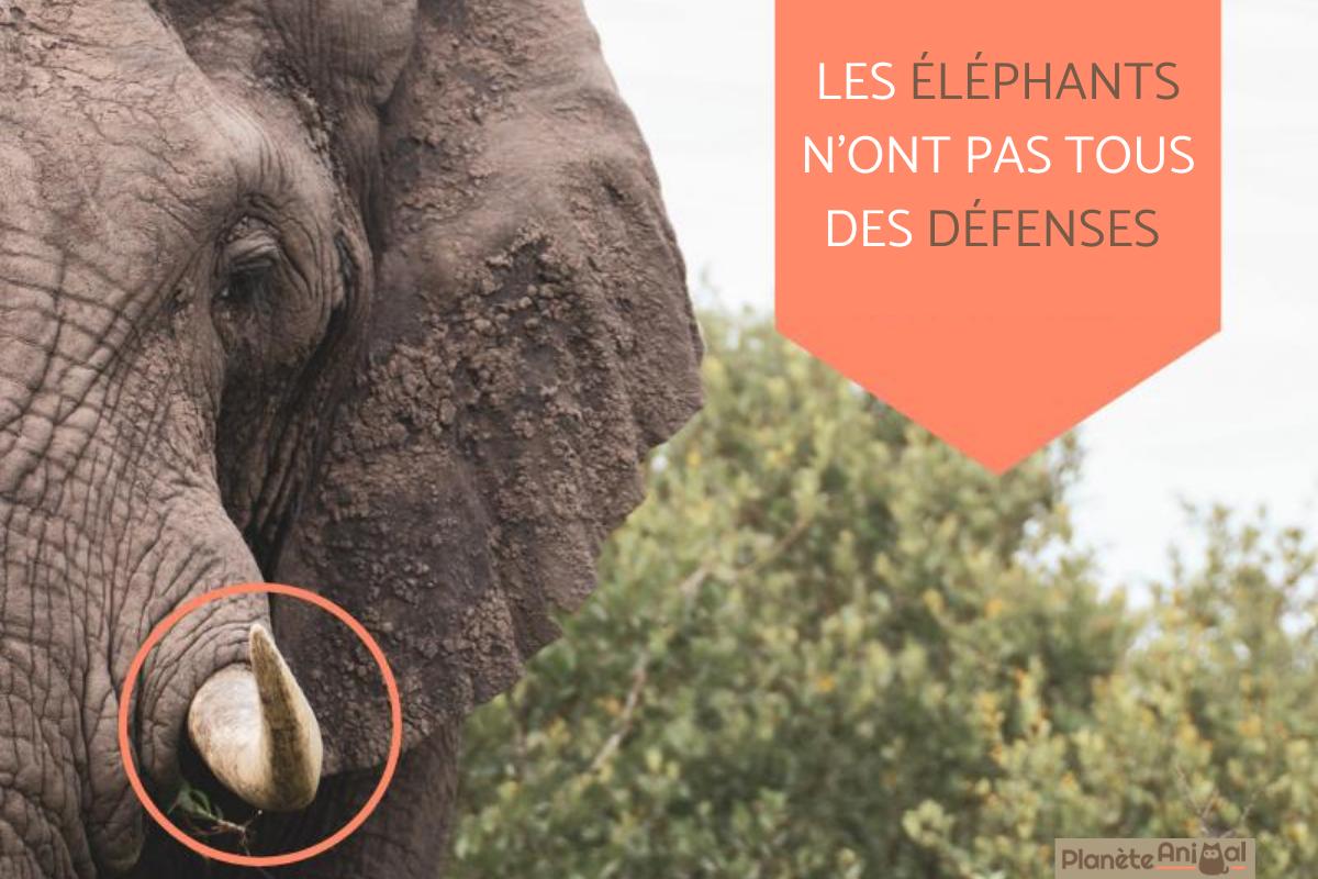 Éléphants sans défenses - Tout ce que vous devez savoir