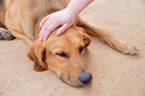 Insuffisance rénale chronique chez le chat et le chien - Insuffisance rénale chronique chez le chat et le chien - Diagnostic