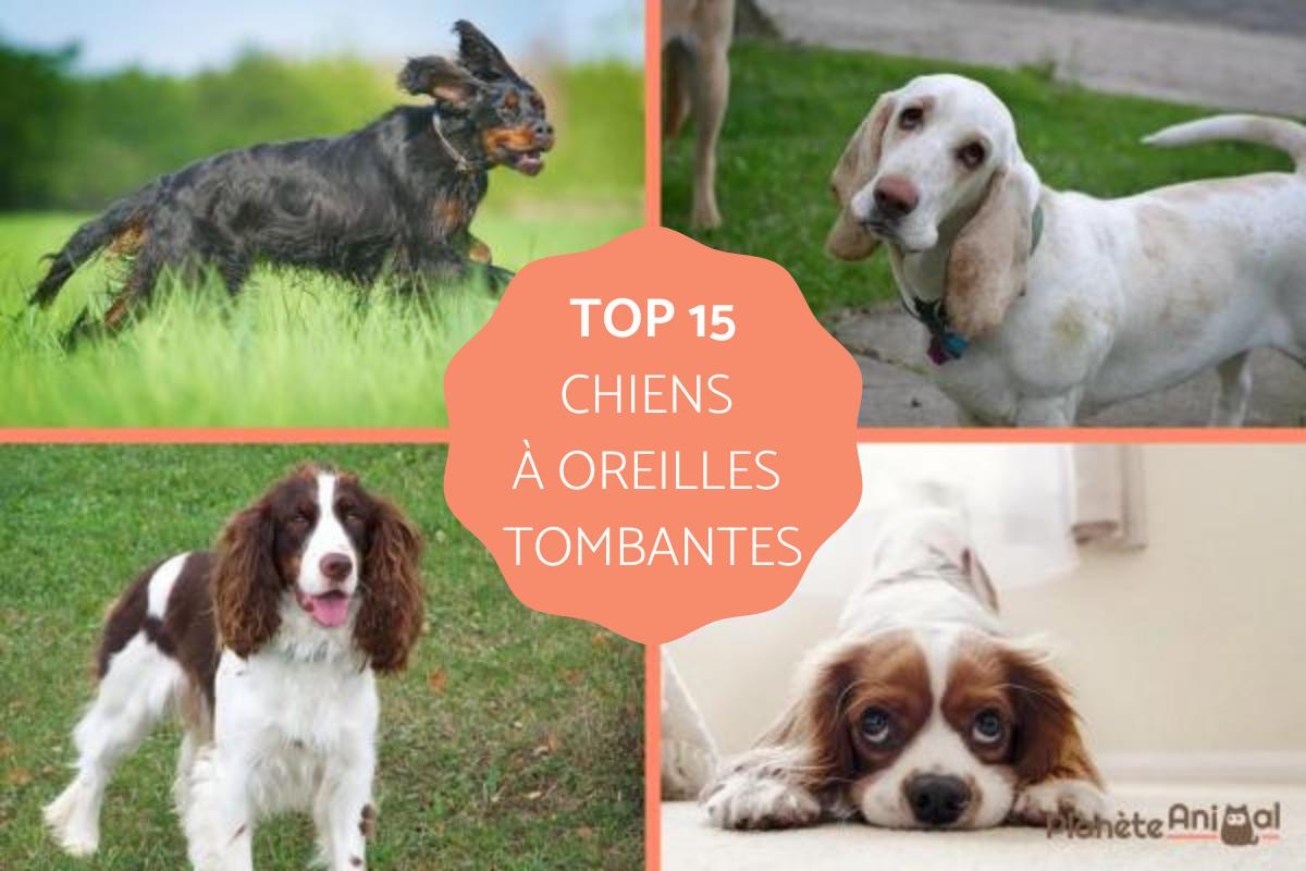 Chiens à oreilles tombantes - TOP 15