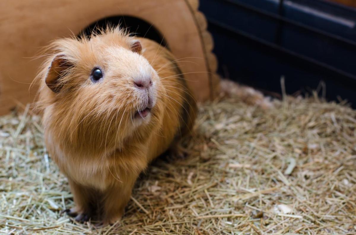 Comment savoir l'âge d'un cochon d'Inde