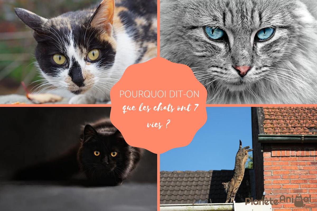 Pourquoi dit-on que les chats ont 7 vies