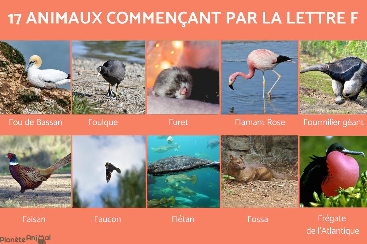 Animal qui commence par F - TOP 17