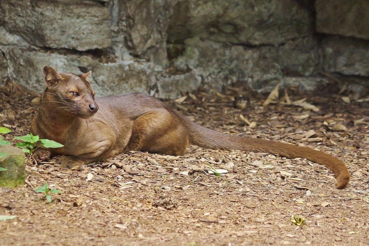 Animal Qui Commence Par Un F