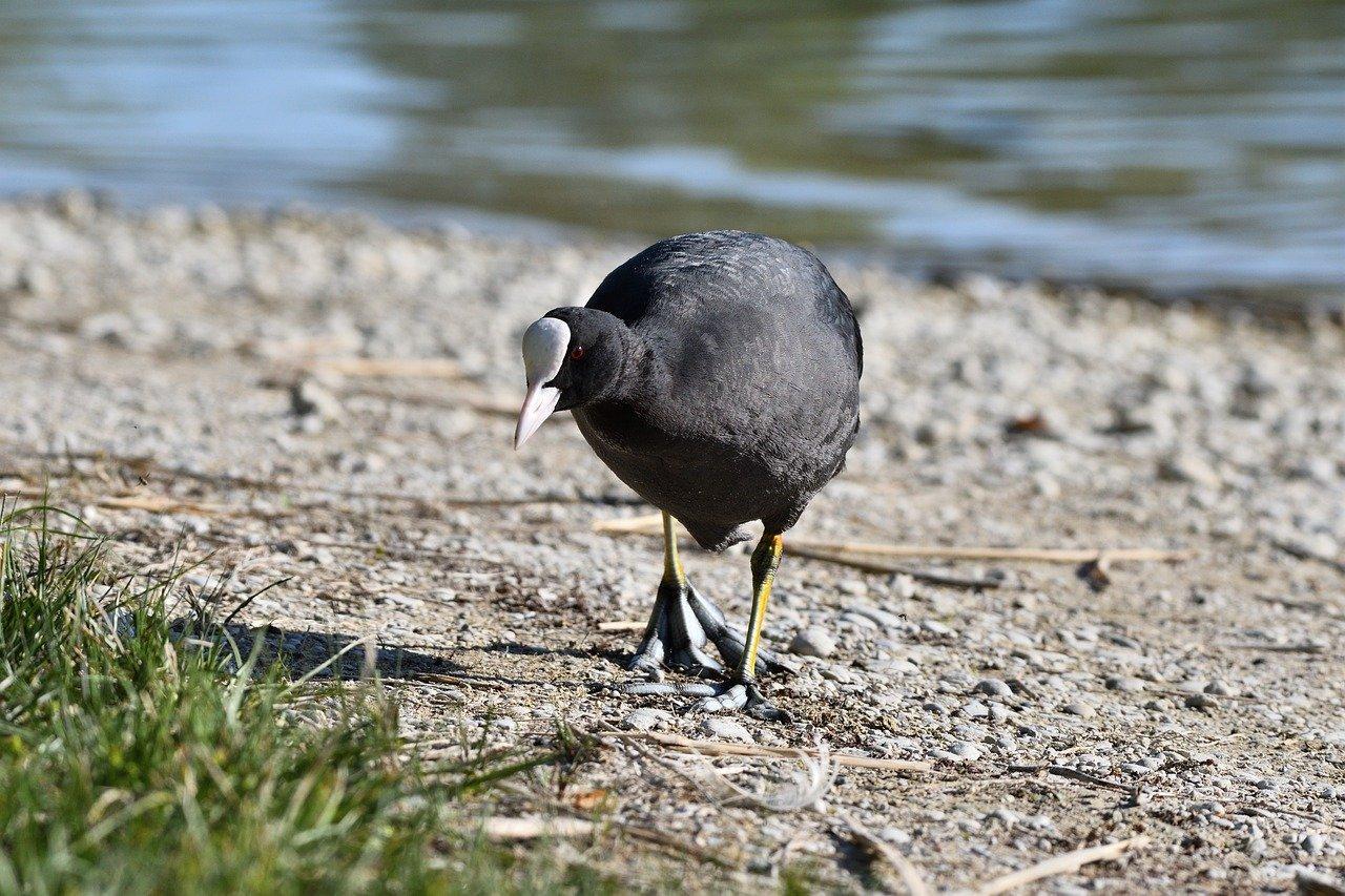 ANIMAL qui COMMENCE par F - TOP 17 avec NOMS et PHOTOS