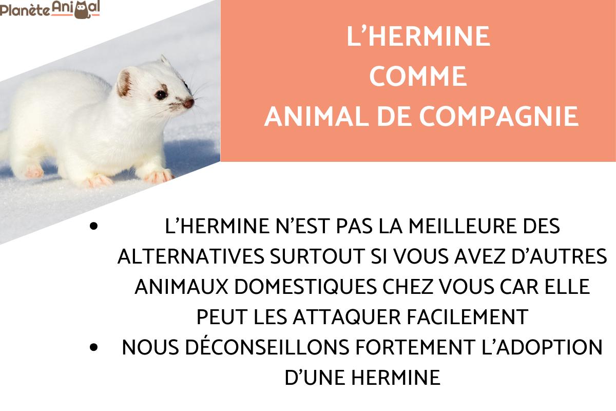 L'hermine comme animal de compagnie