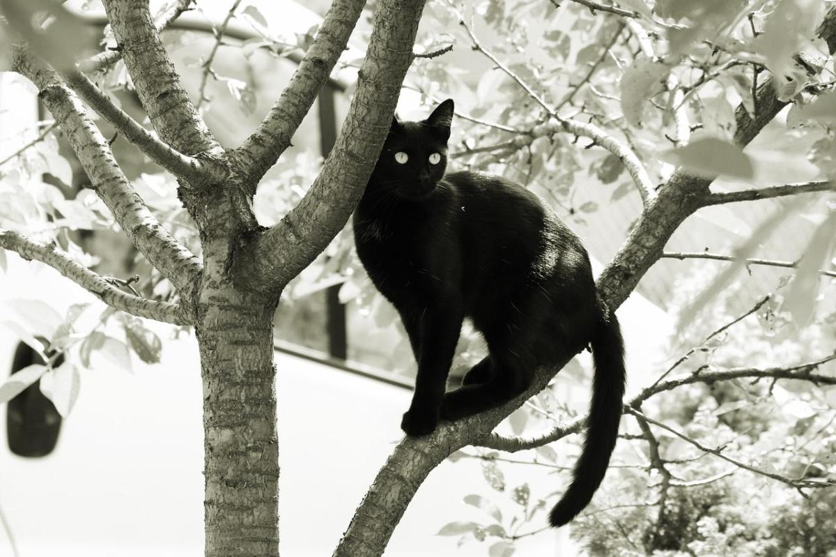 Origine du chat