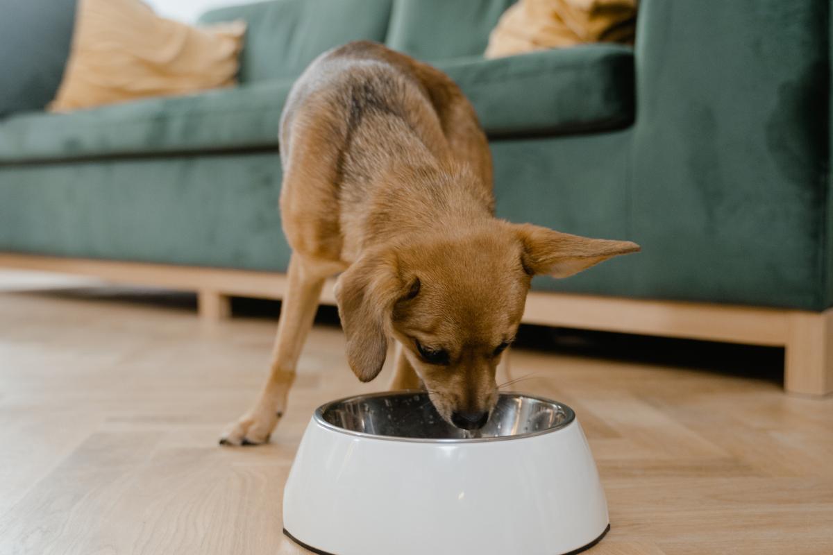 Mon chien se mordille les pattes et se gratte Causes et que faire