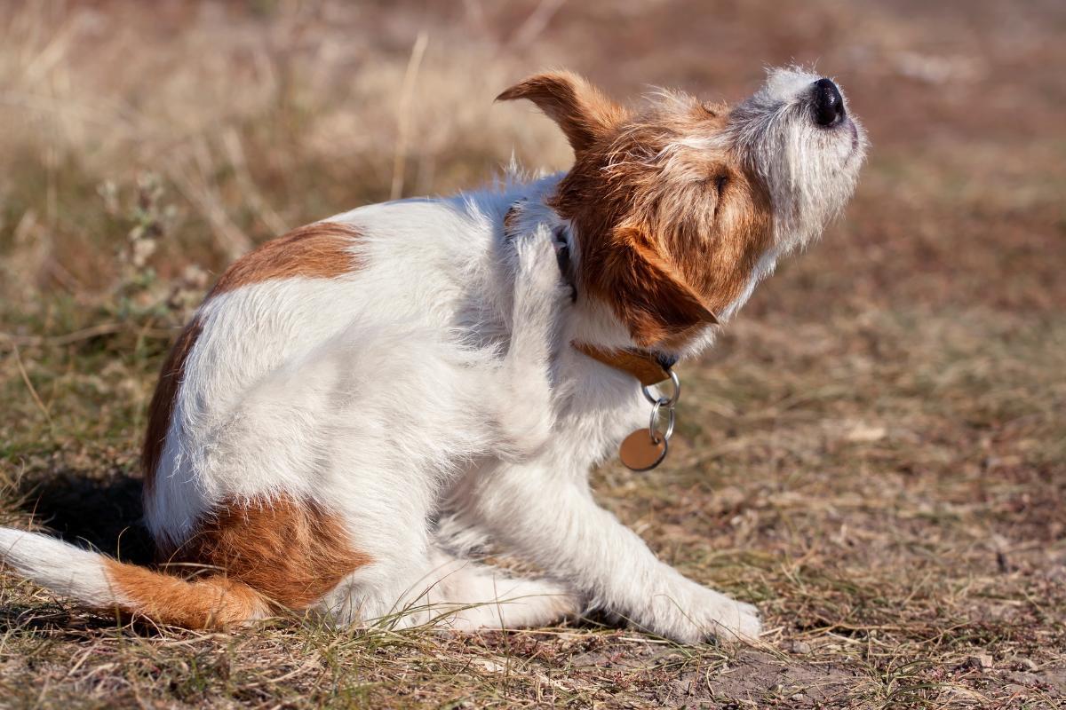 Mon chien se mordille les pattes et se gratte Causes et que faire
