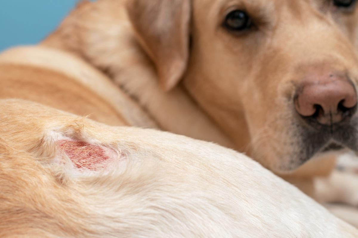Mon chien se mordille les pattes et se gratte Causes et que faire