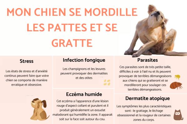 Mon chien se mordille les pattes et se gratte - Causes et que faire