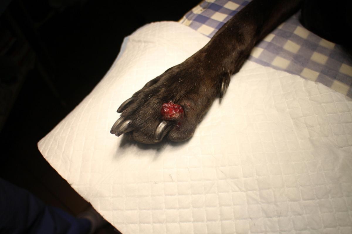 Plaie qui ne cicatrice pas chez le chien - Causes & Que faire