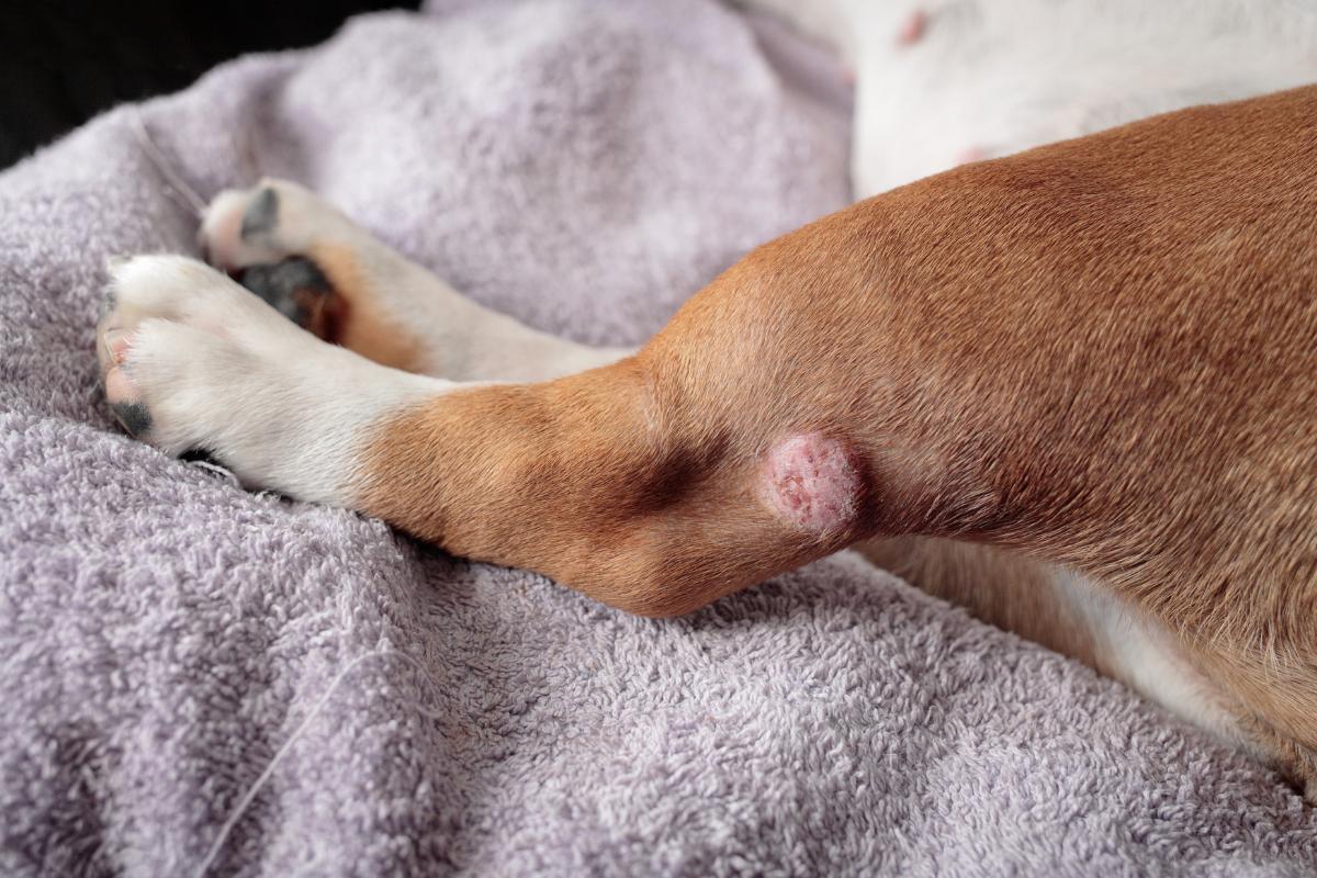 Mon chien se mordille les pattes et se gratte Causes et que faire