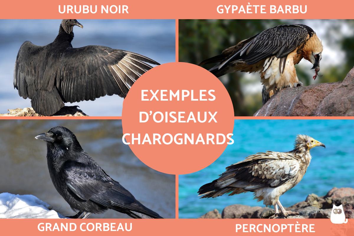 Oiseaux charognards - Liste et caractéristiques