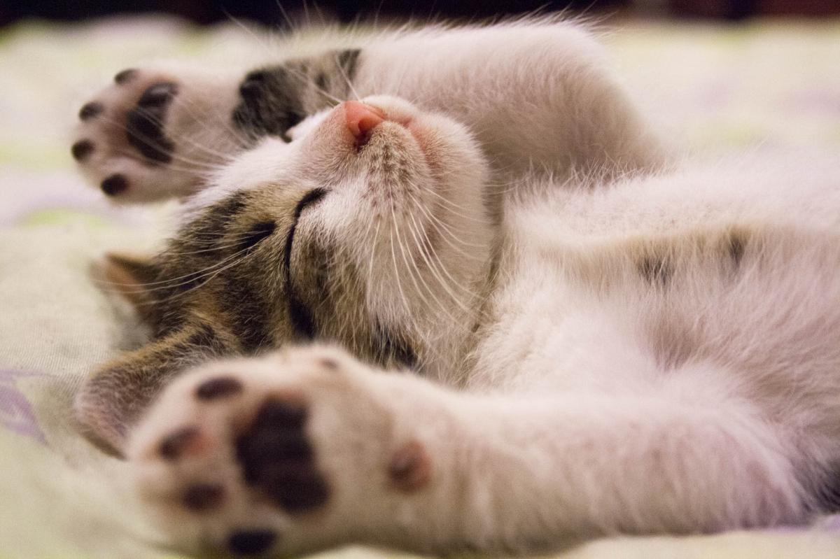 Anti-inflammatoires naturels pour chats