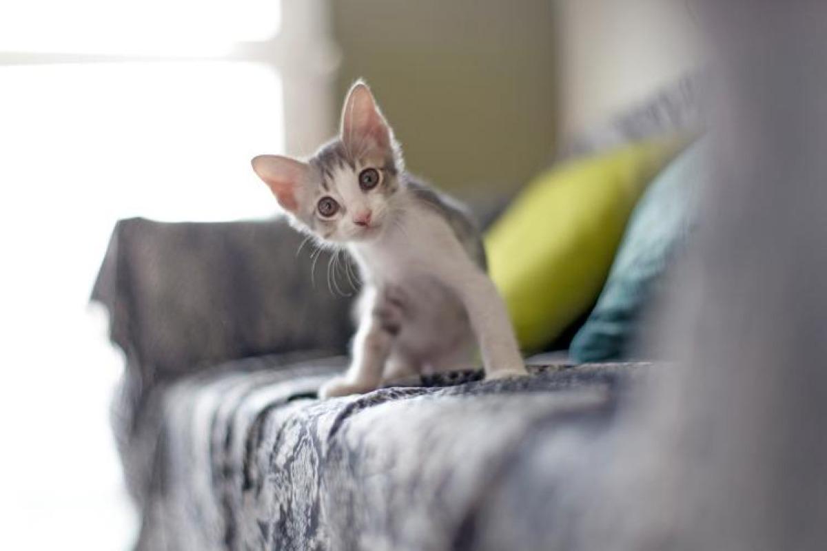 Comment empêcher un chat d'uriner à un endroit