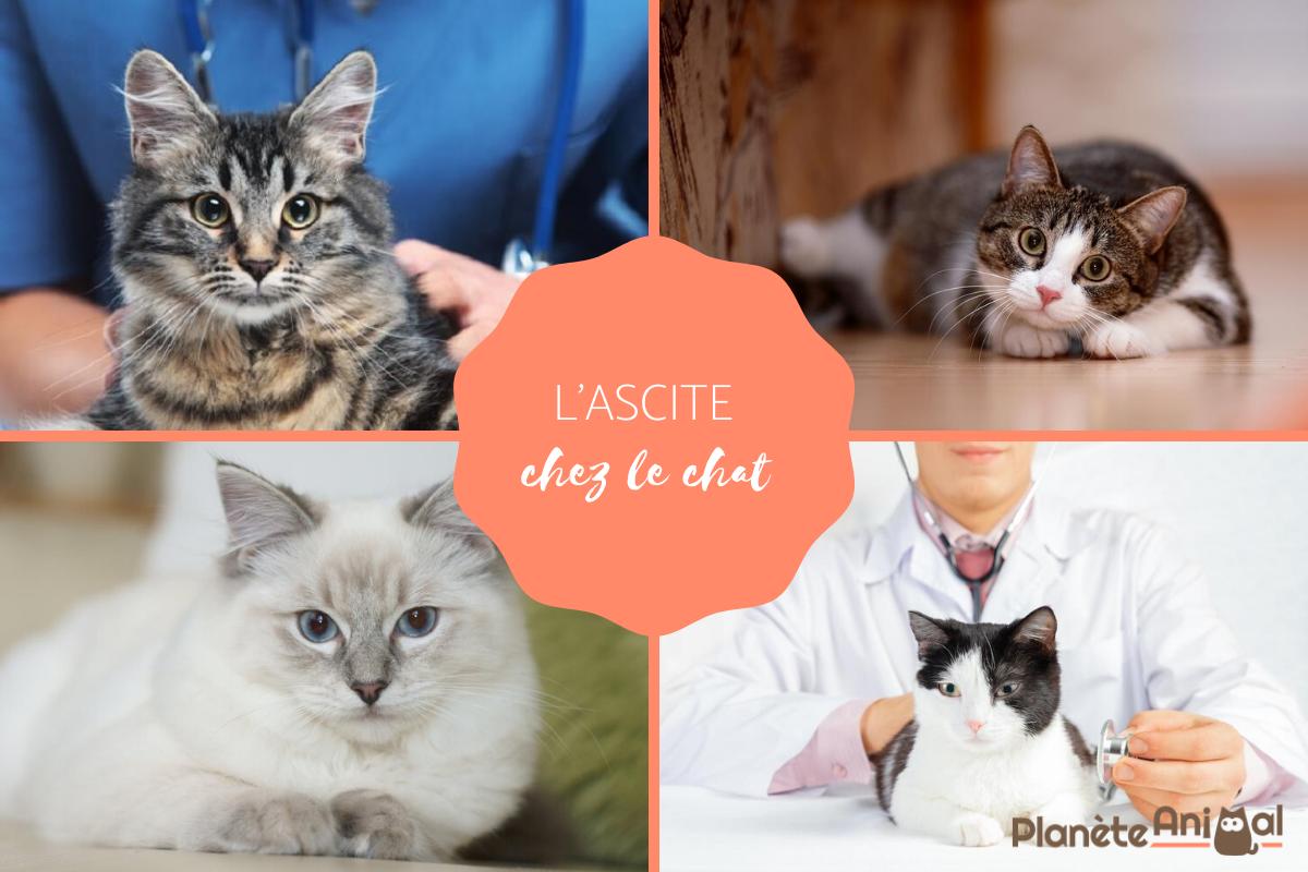 Ascite du chat - Causes, symptômes et traitement