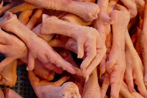 Patte de poulet pour chien - Bienfaits et comment les donner - Bienfaits des pattes de poulet pour les chiens