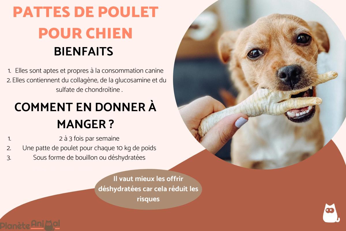 Patte de poulet pour chien - Bienfaits et comment les donner