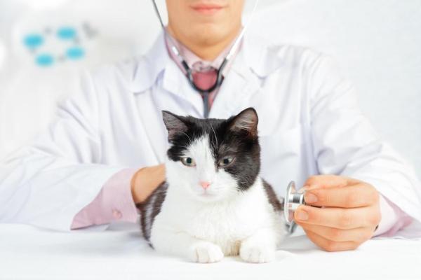 Ascite du chat - Causes, symptômes et traitement - Quelles sont les causes de l'ascite du chat ?