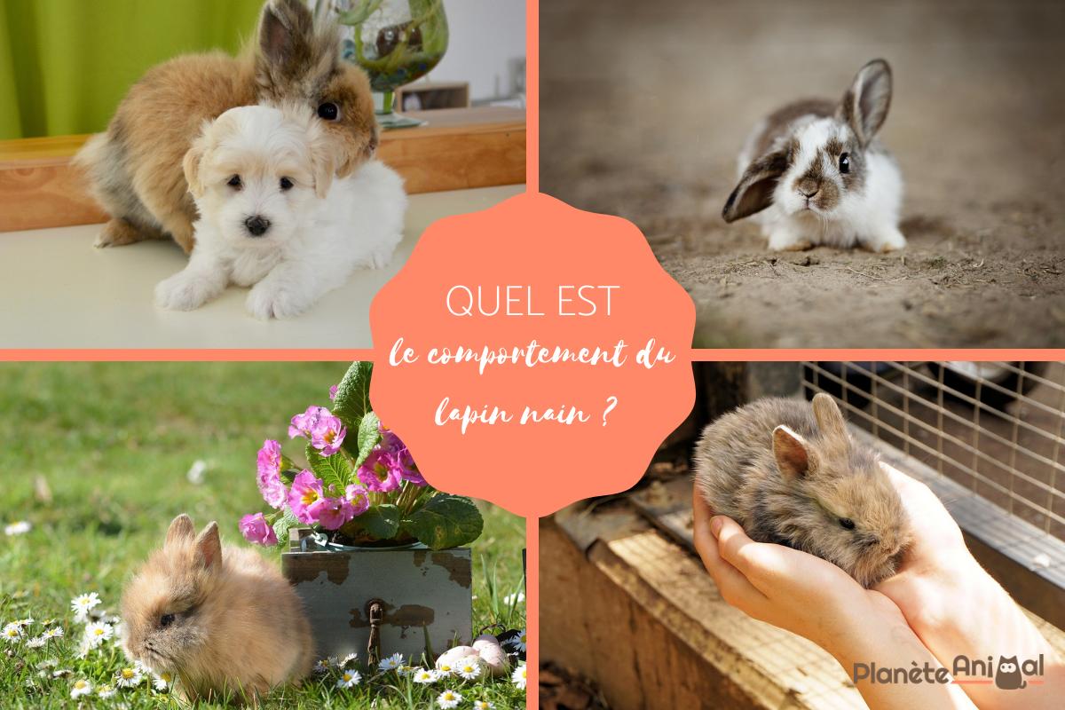 Comportement du lapin nain