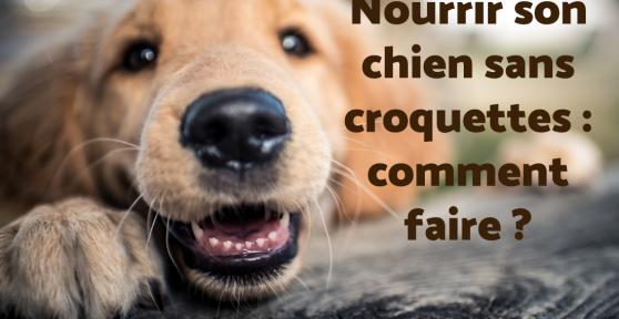 Nourrir son chien sans croquettes : Comment faire ?