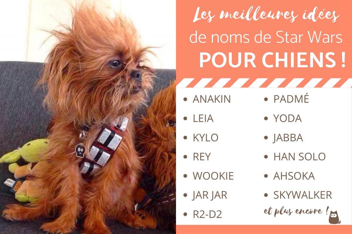 Noms de personnages de Star Wars pour chiens