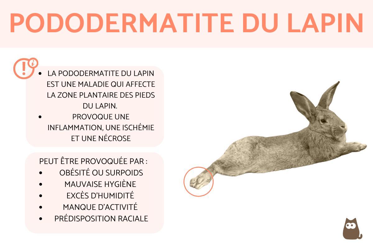 Pododermatite du lapin - Symptômes, causes et comment la soigner