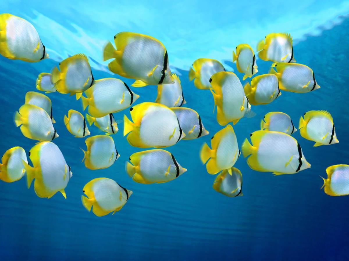 Est-ce que les poissons boivent ?