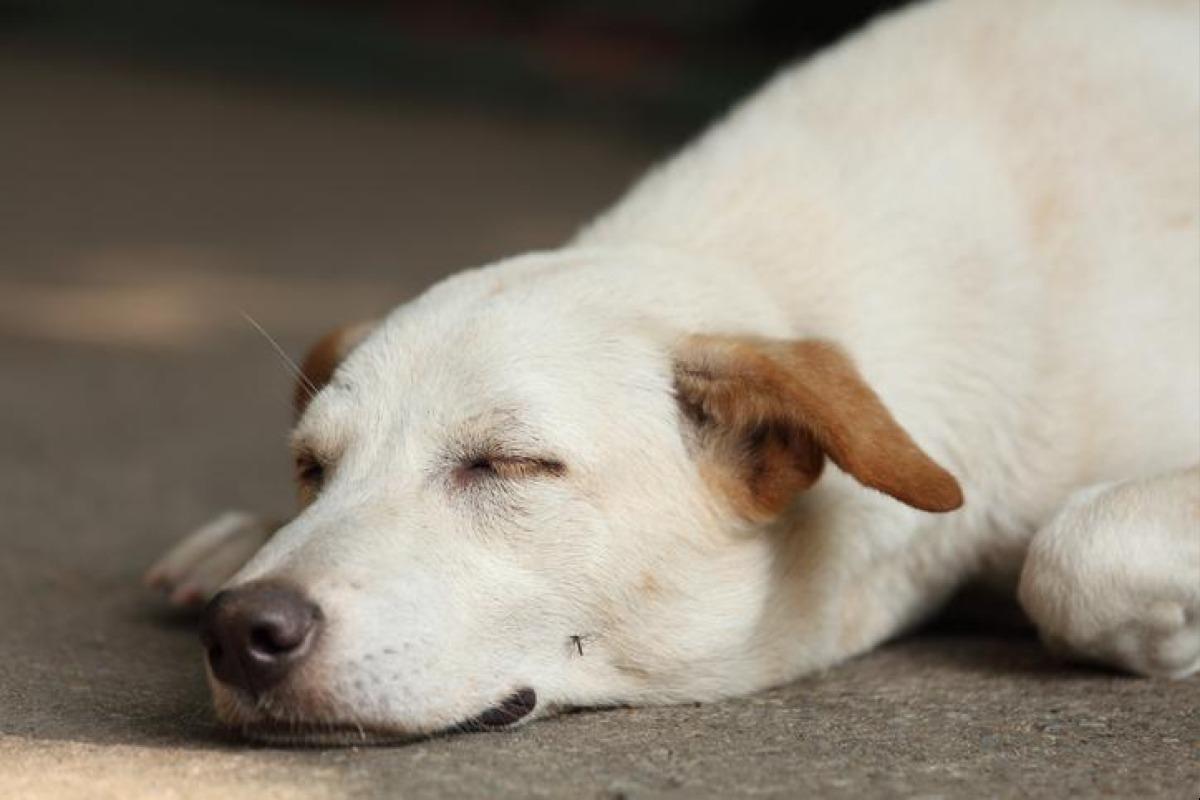 Piqûre de moustique chez le chien - Symptômes, traitement et prévention