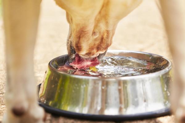 Polyuro-polydipsie chez le chien - Causes et que faire