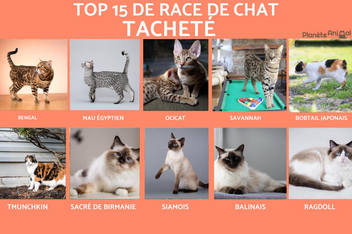 Chat tacheté - espèces avec photos
