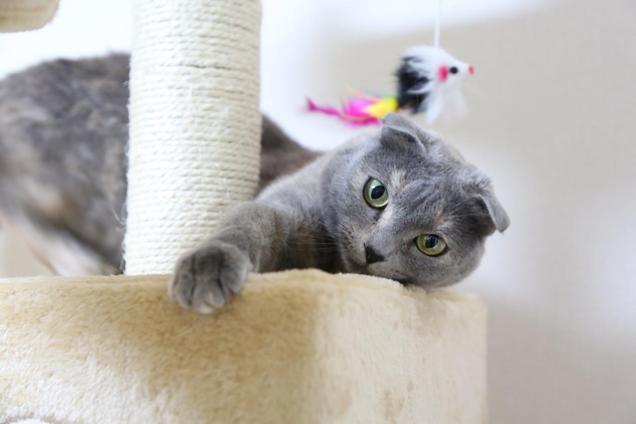 Comment faire un arbre à chat maison - GUIDE COMPLET