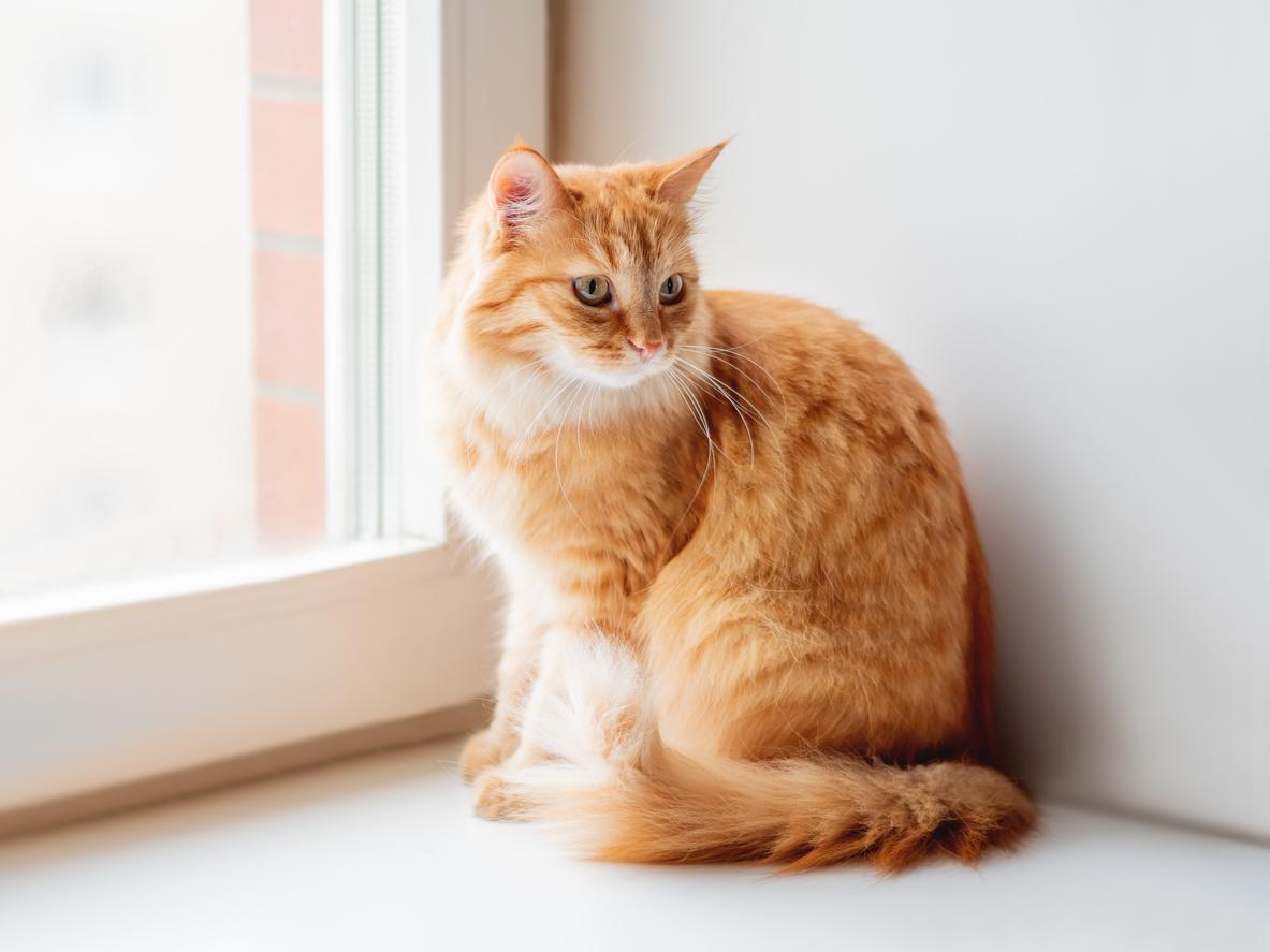 Comment faire un arbre à chat maison - GUIDE COMPLET
