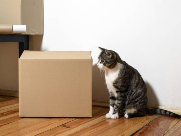 Comment faire un arbre à chat maison - Comment faire un arbre à chat maison pour chat timide