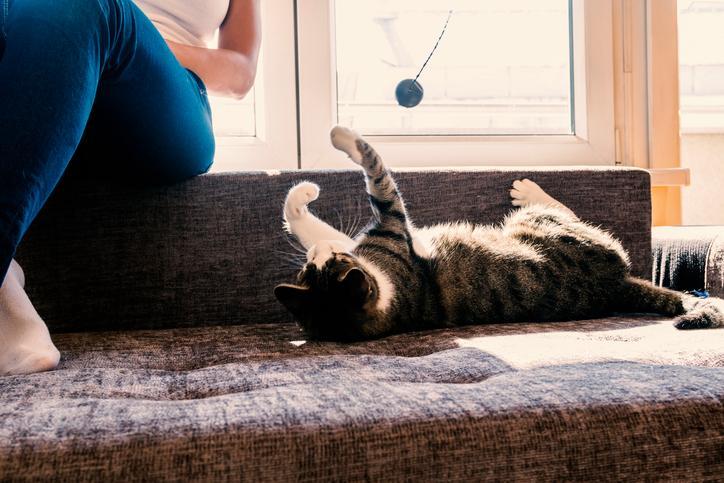Comment faire un arbre à chat maison - GUIDE COMPLET