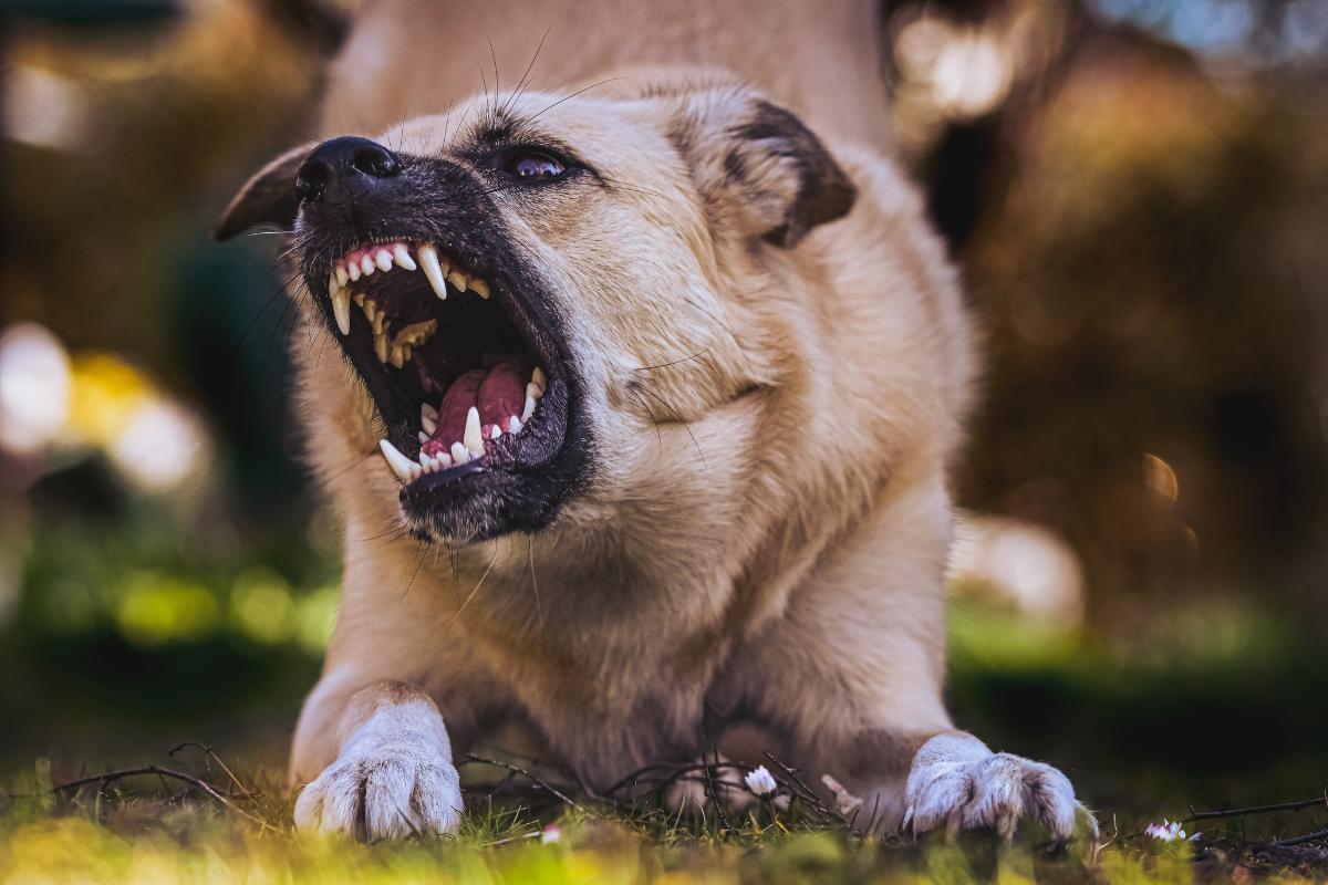 Faut-il euthanasier un chien qui a mordu ?