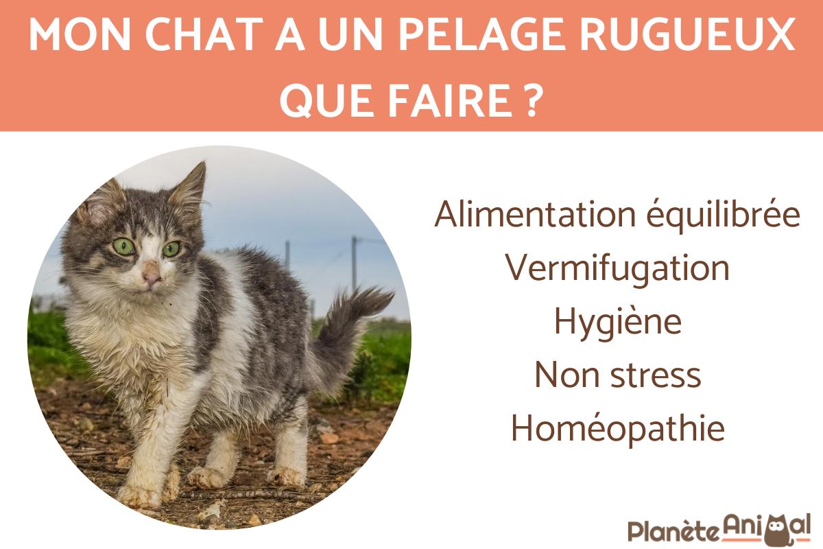 Mon chat a de grosses touffes de poils collés