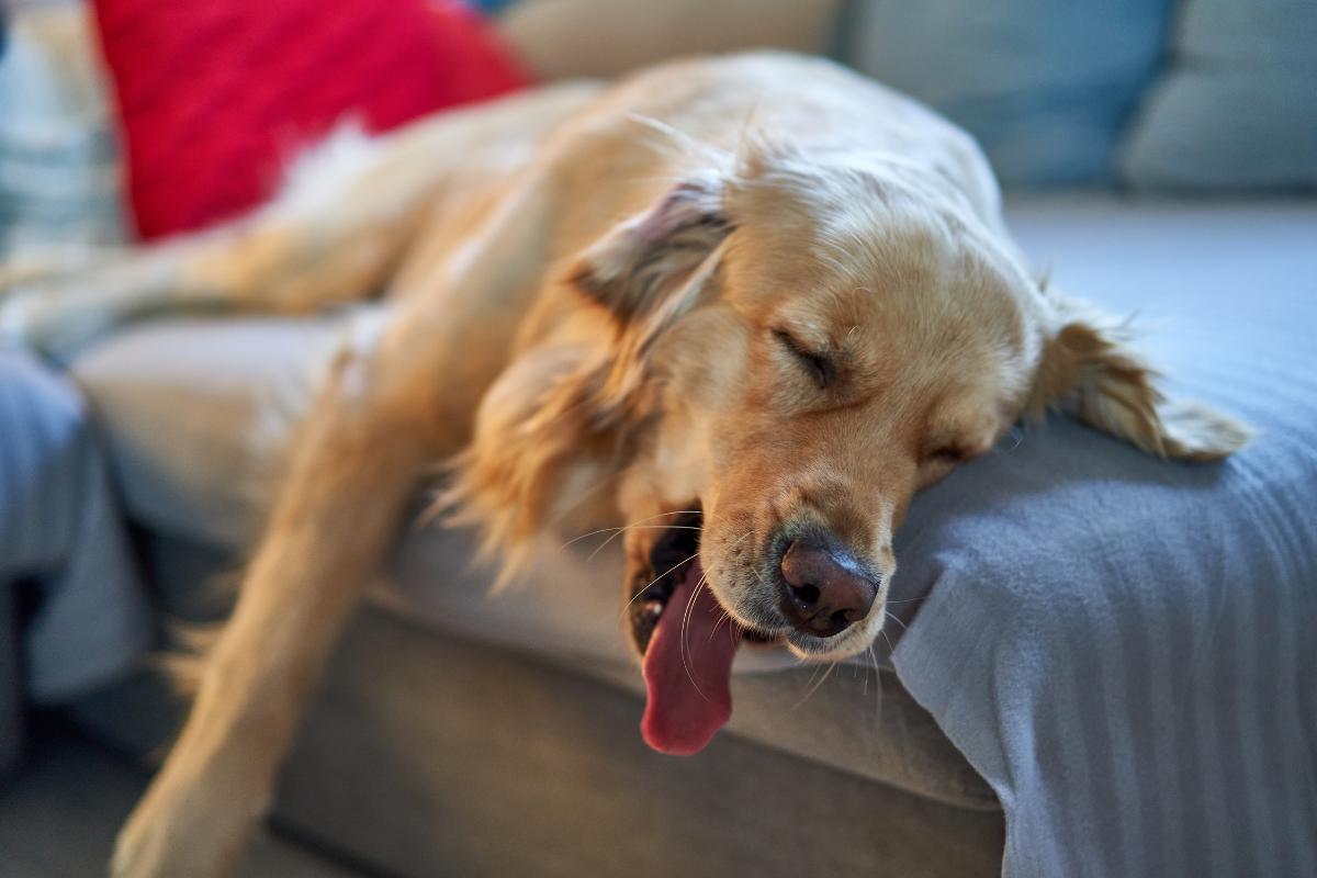 Couvrir son chien quand il dort
