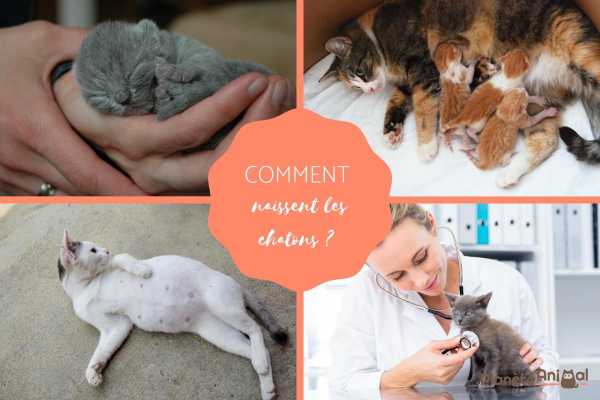 Naissance du chaton