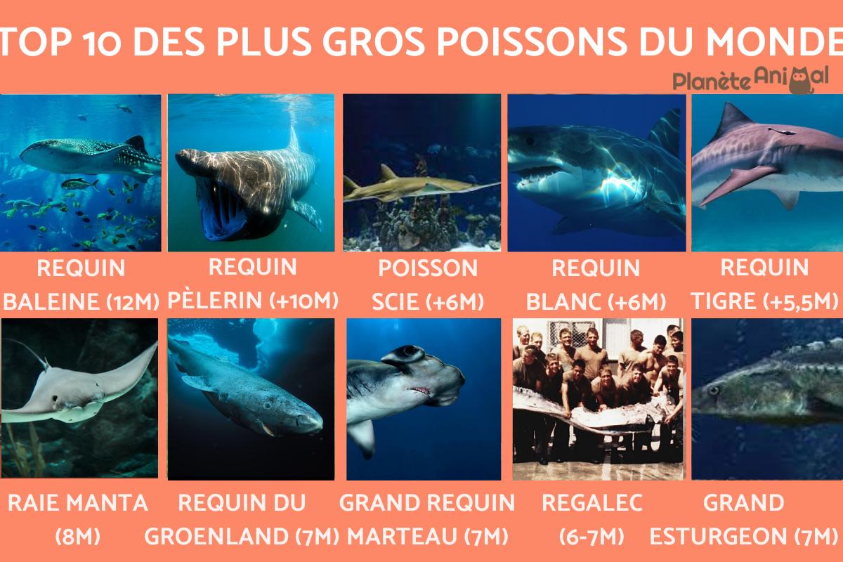 Quels sont les poissons les plus grands du monde ?