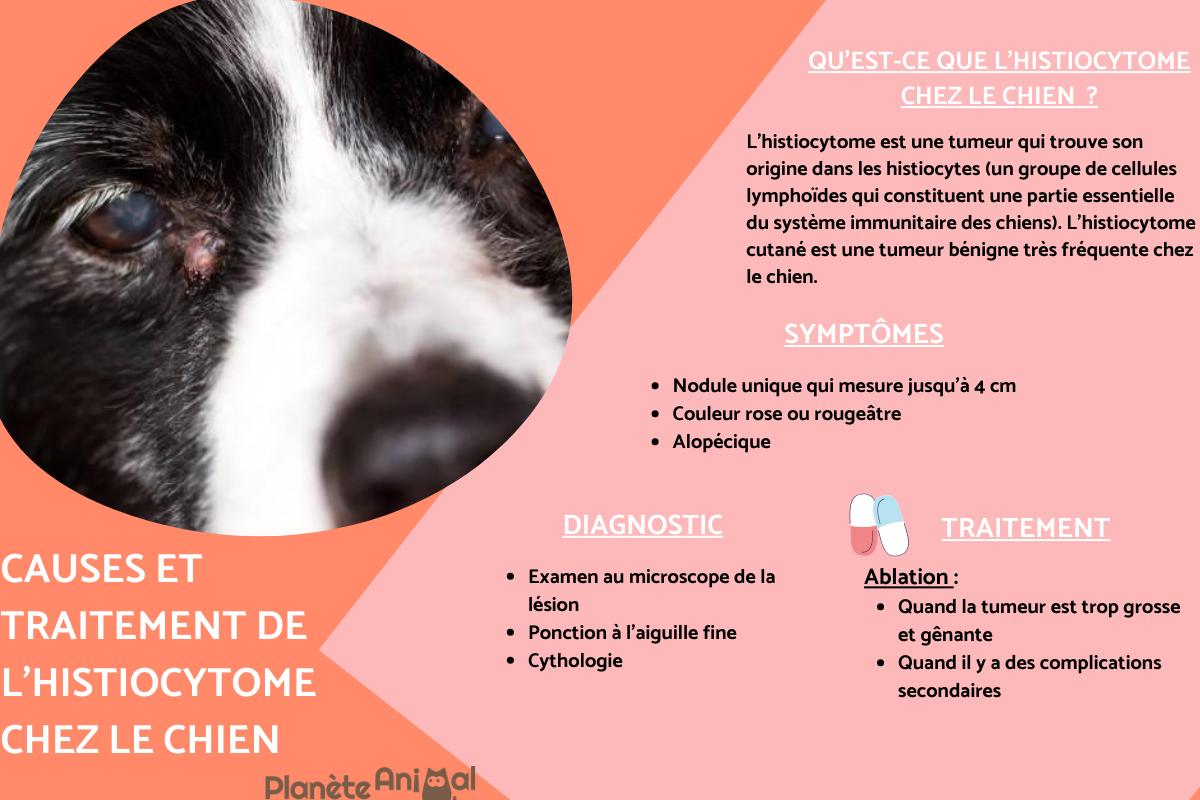 Histiocytome chez le chien - Causes, symptômes et traitement