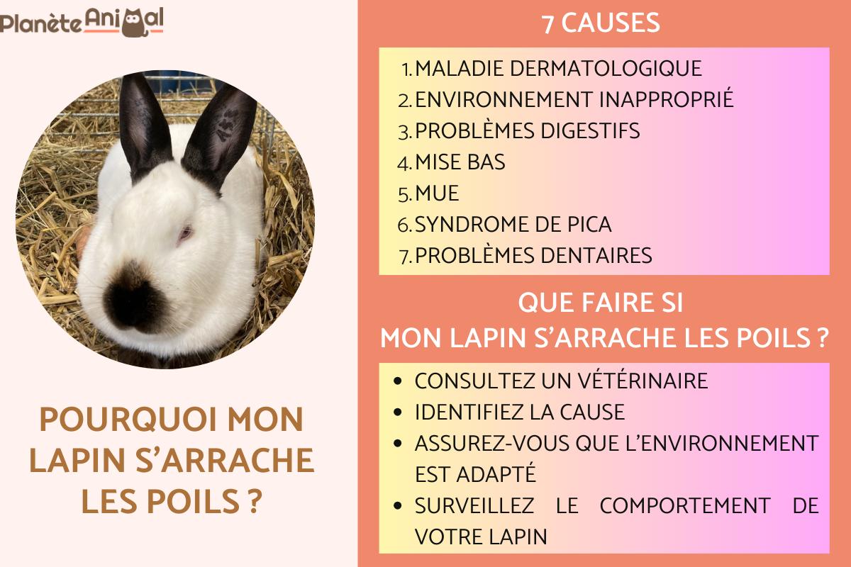 Mon lapin s'arrache les poils - Causes et que faire