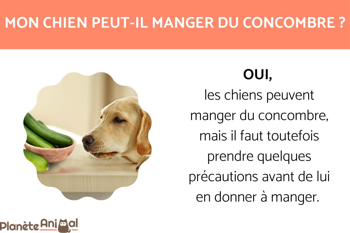 Peut-on donner du concombre à un chien ?